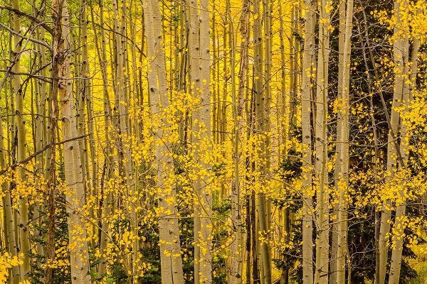 Colorado-Gunnison National Forest Aspen forest in autumn